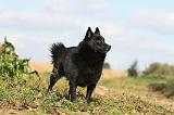 SCHIPPERKE 432